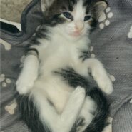 生後1ヶ月仔猫4匹