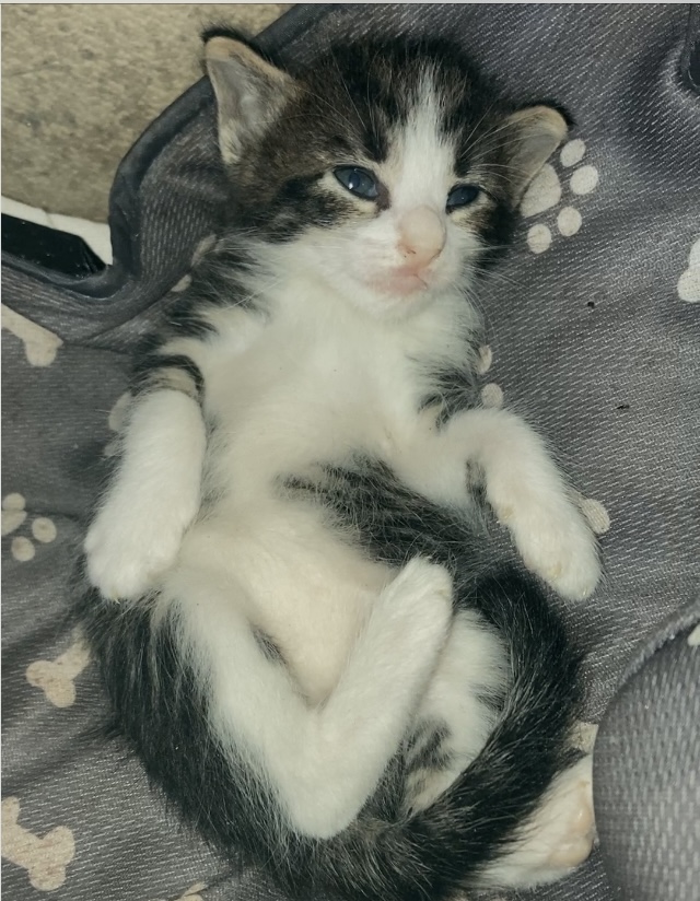 生後1ヶ月仔猫4匹