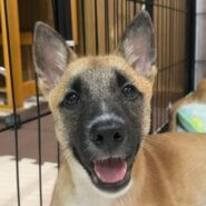 人馴れ抜群❣️３ヶ月のお手が得意な柴犬タイプの男の子