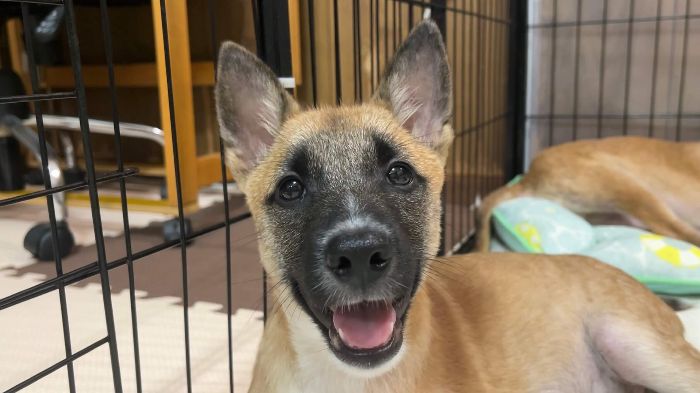 人馴れ抜群❣️３ヶ月のお手が得意な柴犬タイプの男の子