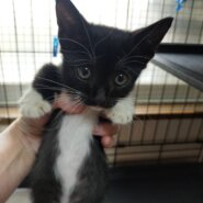 きれいなマスク猫 生後5ヶ月 おもち