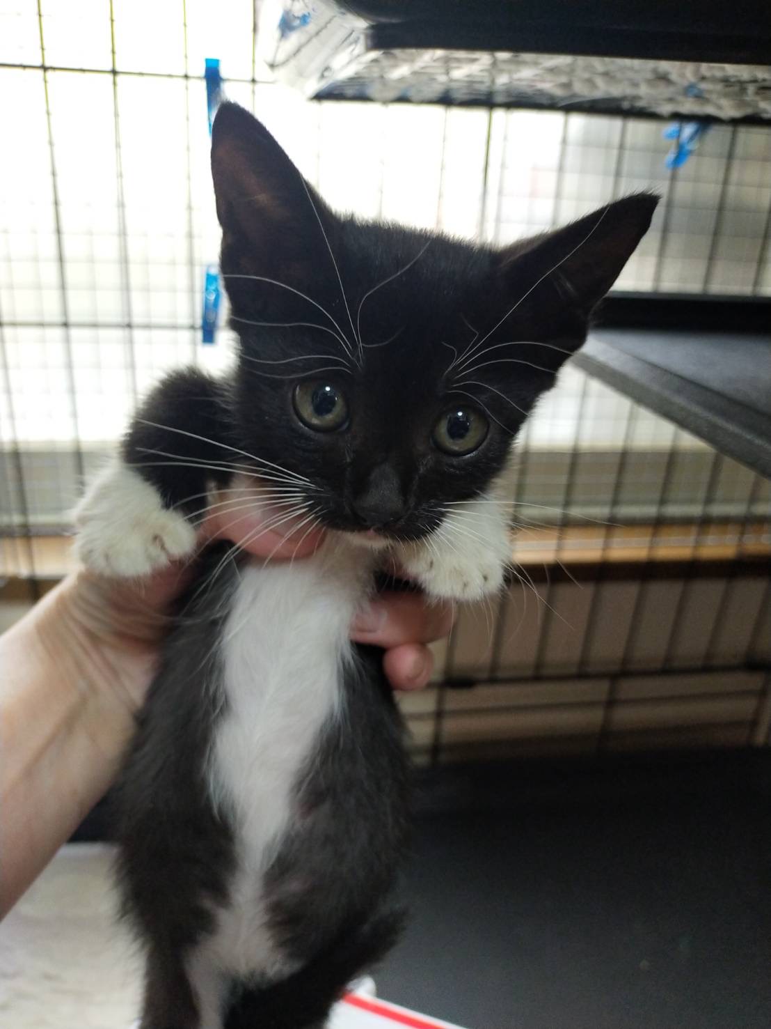 きれいなマスク猫 生後5ヶ月 おもち