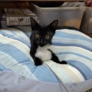 生後約3ヶ月の元気いっぱい女の子