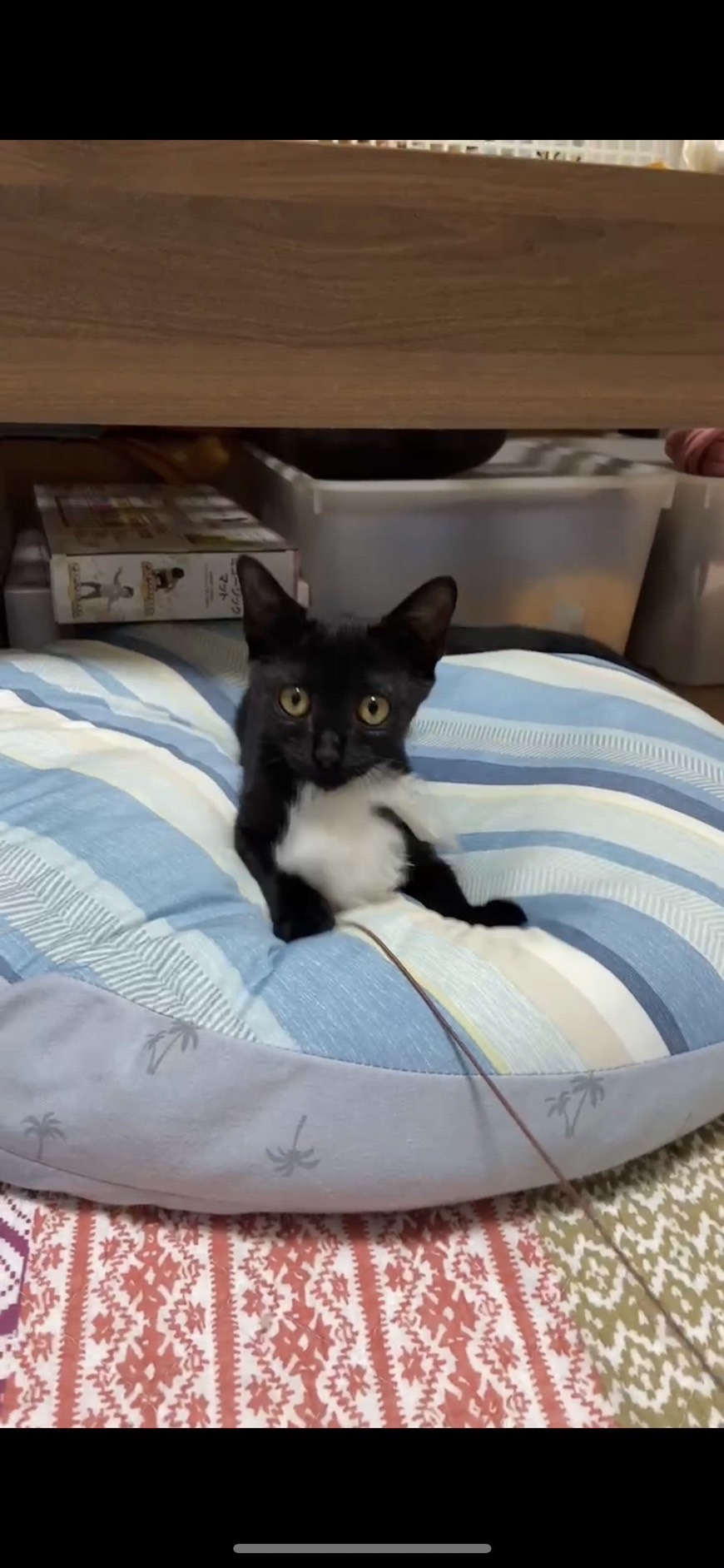 生後約3ヶ月の元気いっぱい女の子