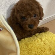 最後5ヶ月前後の子犬（男の子）
