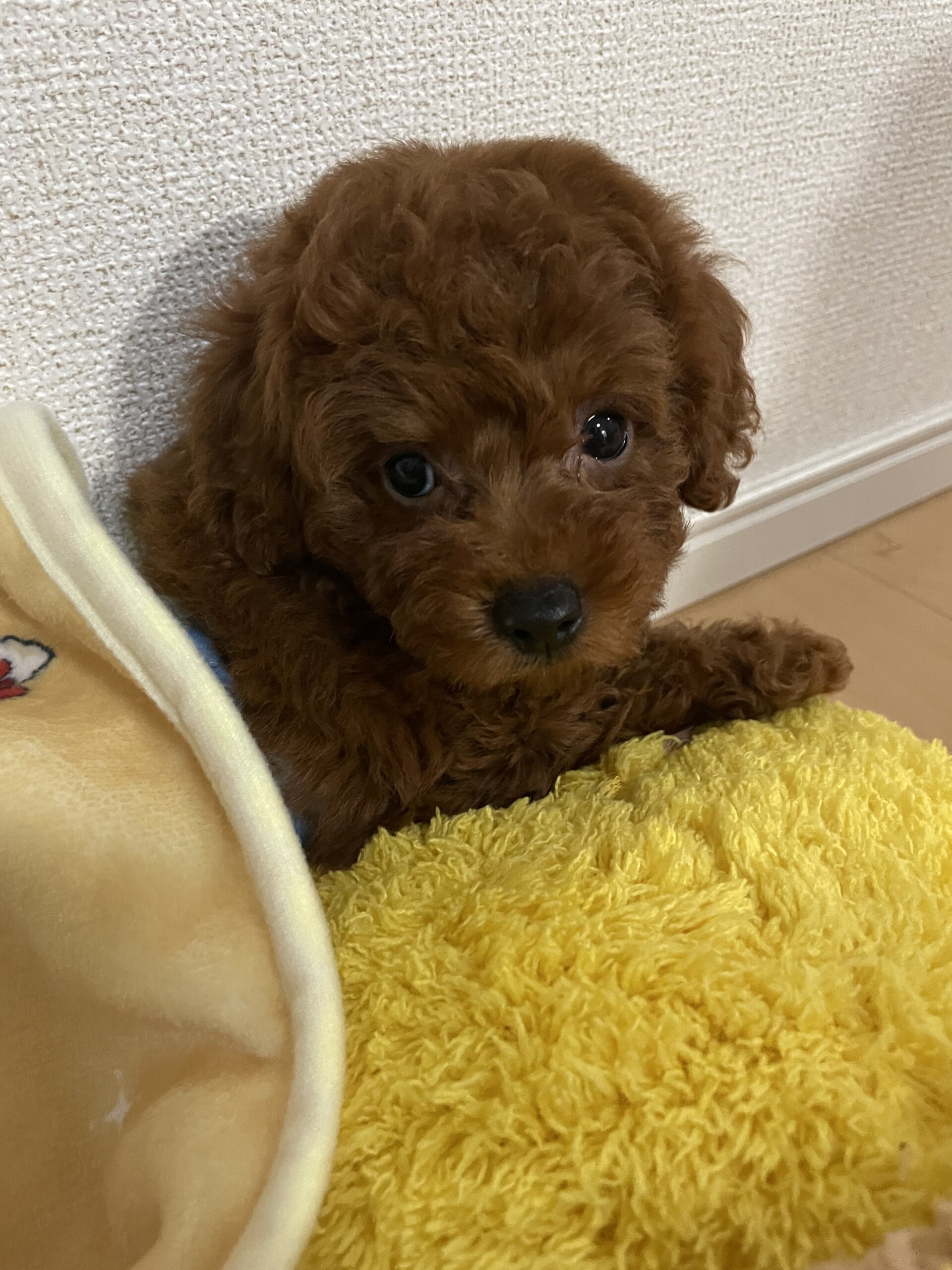 最後5ヶ月前後の子犬（男の子）