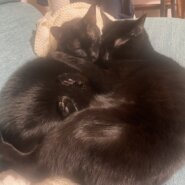 仲良し二匹　タイツ君とコーラ君　急募