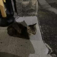 保護猫さんボランティア手伝い
