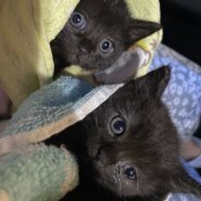 黒猫姉妹 1ヶ月程度