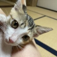 ミケ子猫（女の子）
