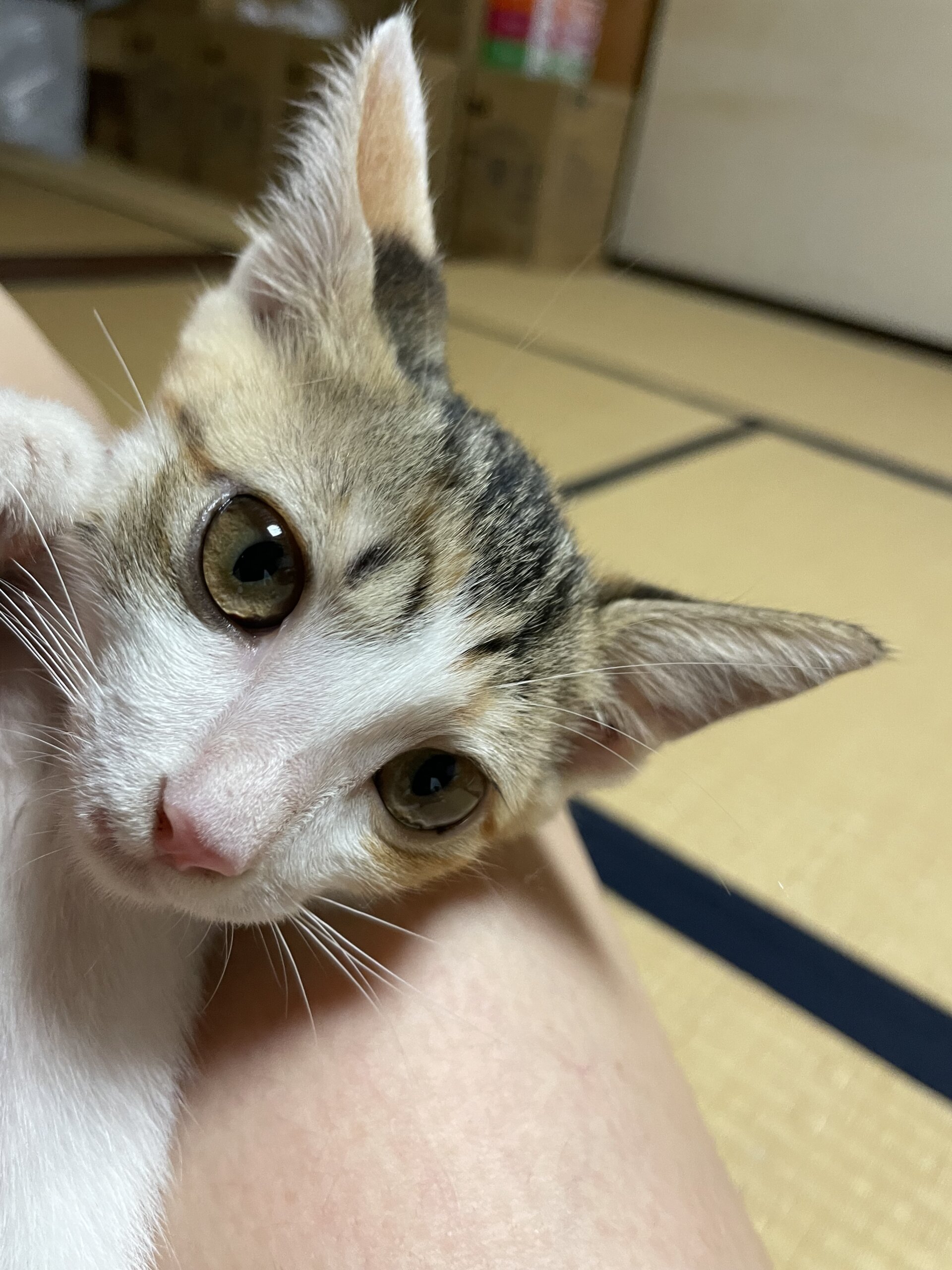 ミケ子猫（女の子）