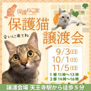 保護ねこの家譲渡会 in 天王寺
