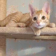 お目々キラキラの美猫ちゃん❤