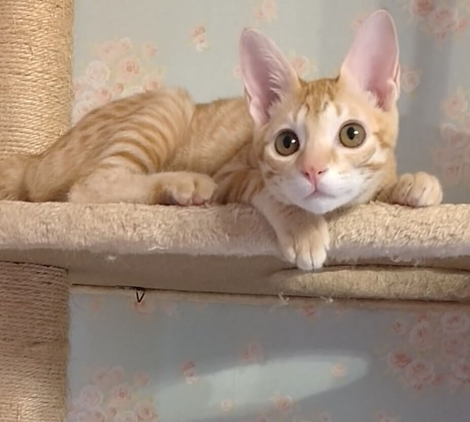 お目々キラキラの美猫ちゃん❤