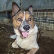 ９歳の落ち着いた女の子。温厚でとてもいい子です。