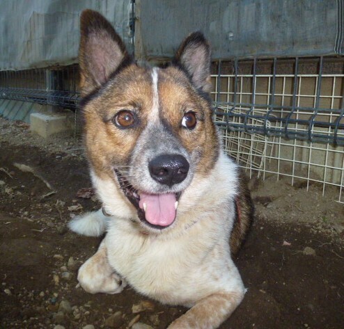 ９歳の落ち着いた女の子。温厚でとてもいい子です。