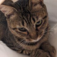 １歳キジトラ女子