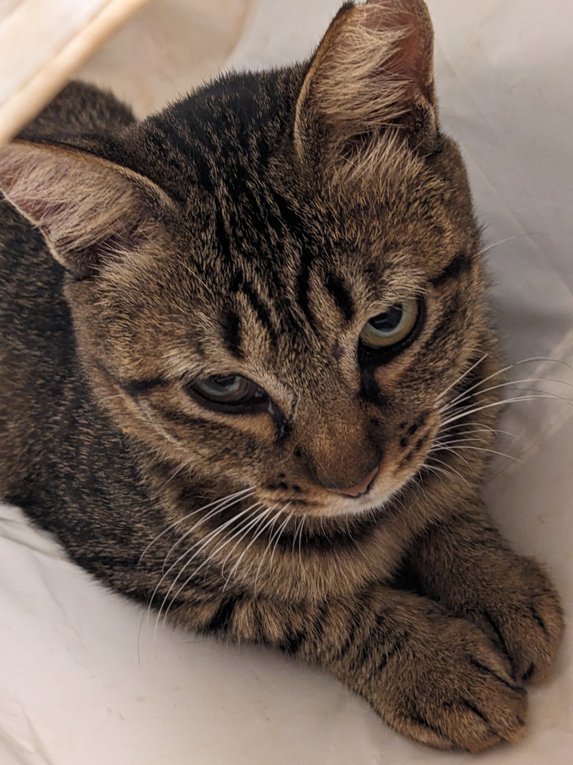 １歳キジトラ女子