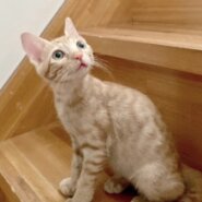 珍しい茶トラの女の子♡