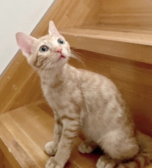 珍しい茶トラの女の子♡