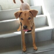 優しい性格で気のいい、元気な若犬.