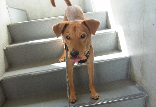 優しい性格で気のいい、元気な若犬.