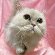 短足！フワフワ！ミヌエット『ふわりちゃん』