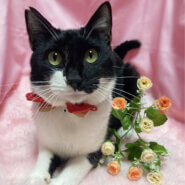 ベタベタ甘えん坊♪人懐っこい『のっぽちゃん』３歳