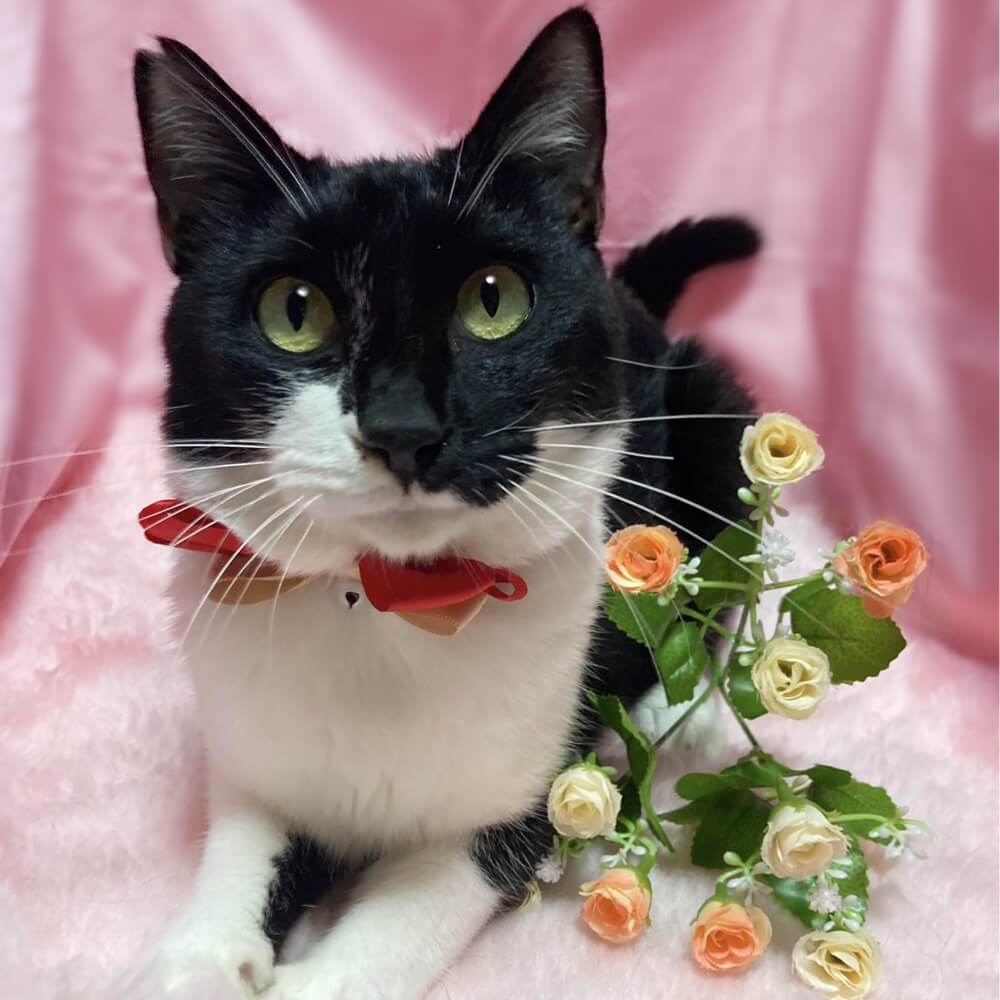 ベタベタ甘えん坊♪人懐っこい『のっぽちゃん』３歳