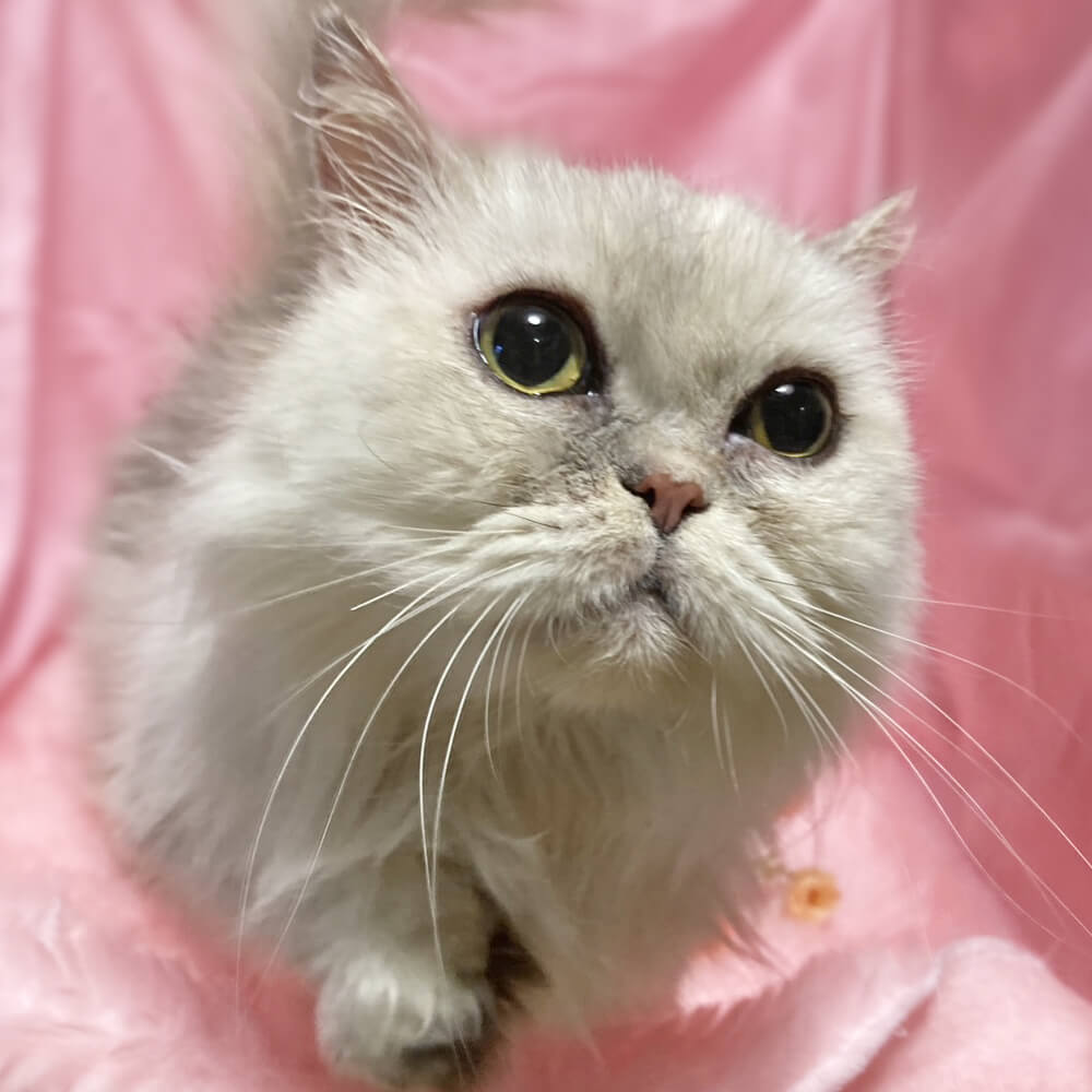 短足！フワフワ！ミヌエット『ふわりちゃん』