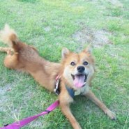 天真爛漫、無邪気で元気な「ニーコちゃん」