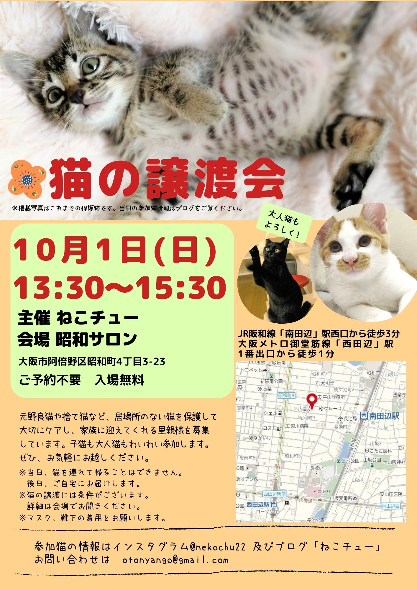 ねこチュー第19回猫の譲渡会