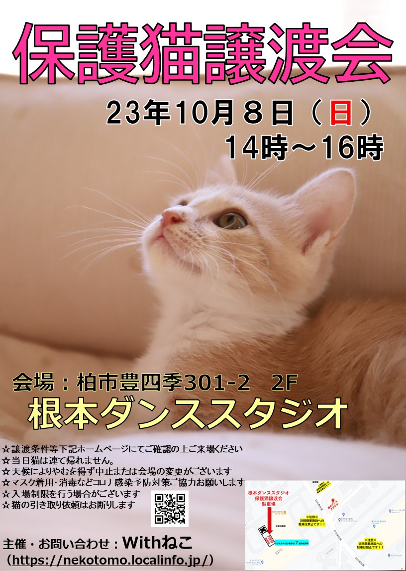☆猫カフェ風☆根本ダンススタジオ保護猫譲渡会