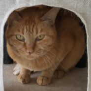 【多頭崩壊レスキュー】ハッとする目力の気まぐれな女の子