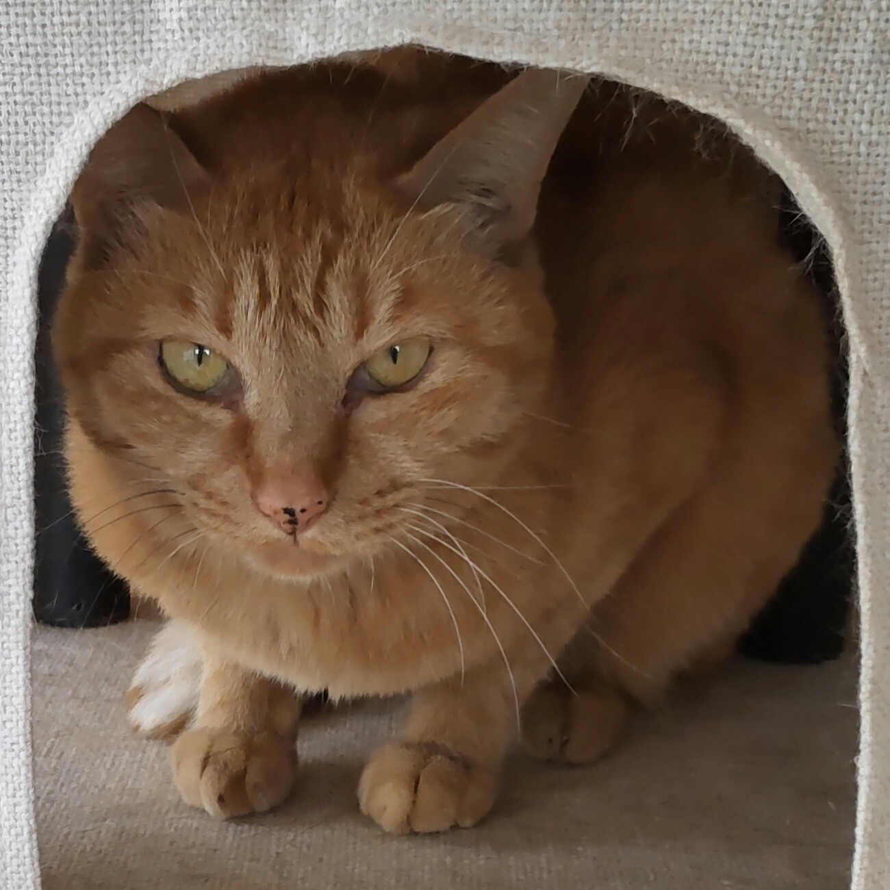 【多頭崩壊レスキュー】ハッとする目力の気まぐれな女の子