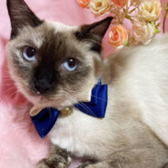 ブルーアイのシャムＭＩＸ『ダイヤちゃん』１歳