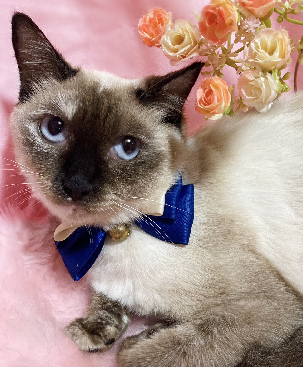 ブルーアイのシャムＭＩＸ『ダイヤちゃん』１歳