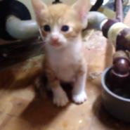 とっても可愛い茶白くん