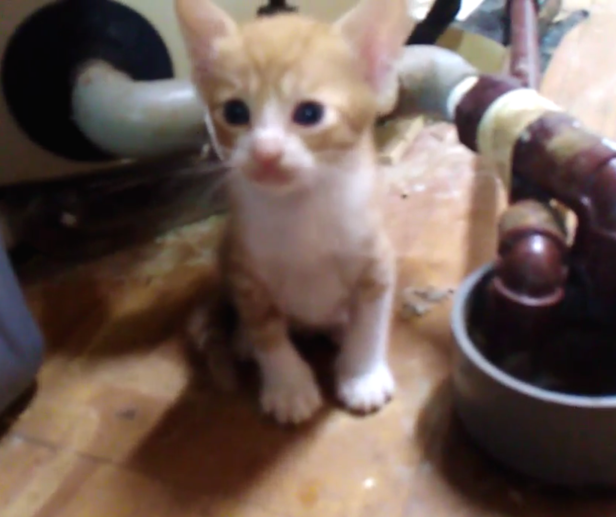 とっても可愛い茶白くん