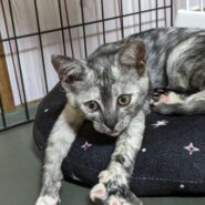 生後3ヶ月 活発で甘えん坊な女の子です