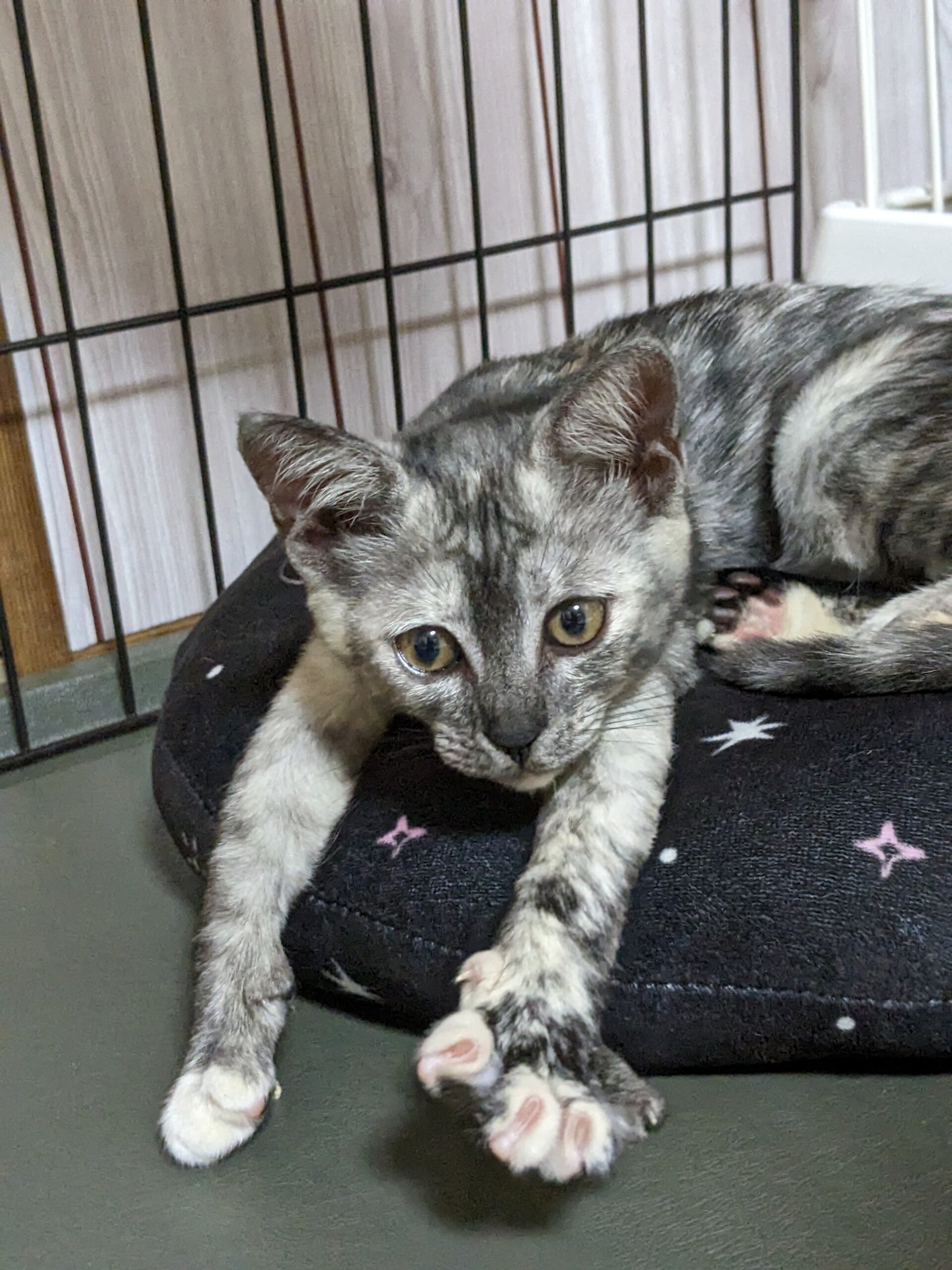 生後3ヶ月 活発で甘えん坊な女の子です