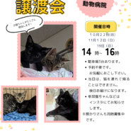 ねこちゃんの譲渡会