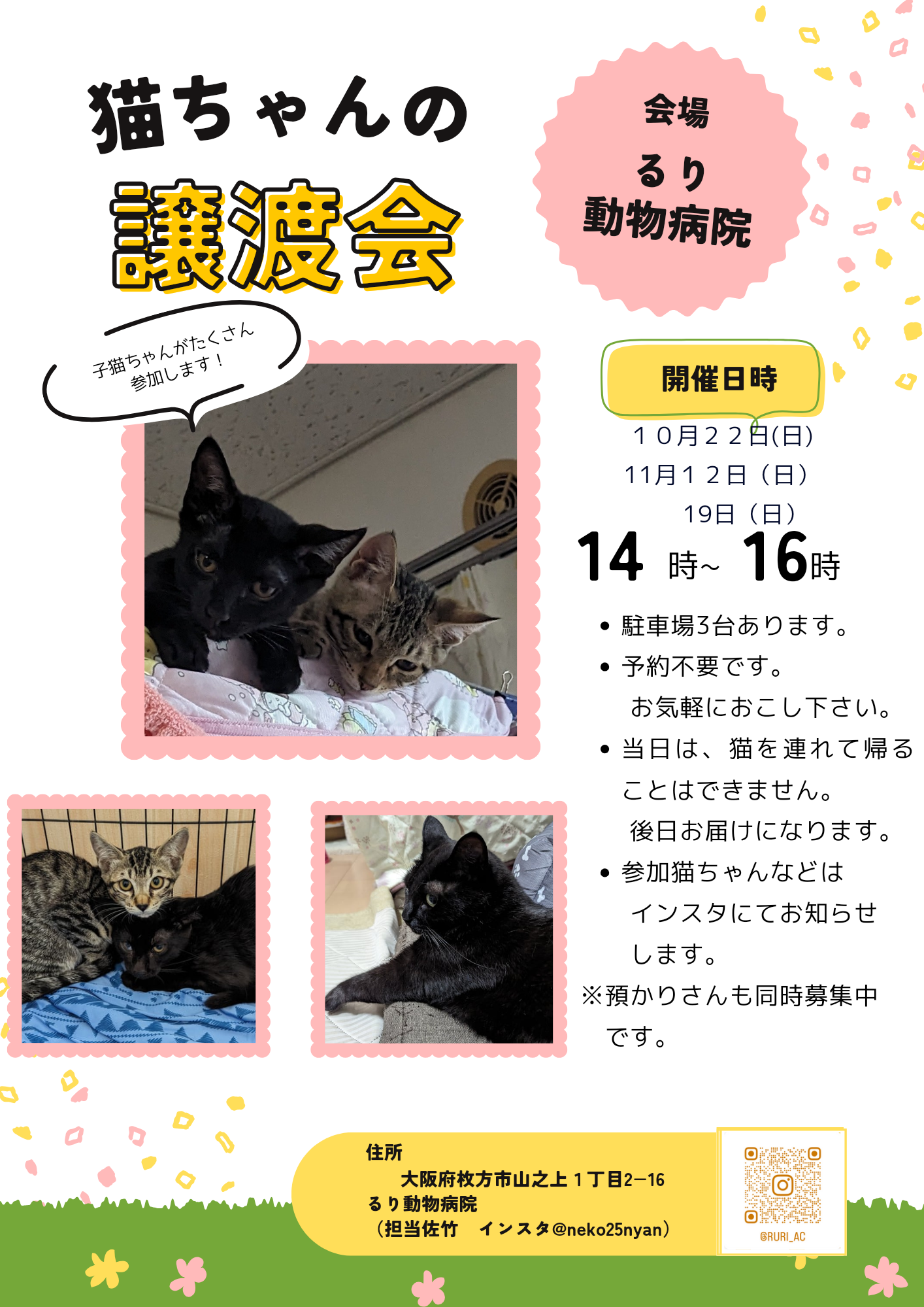 ねこちゃんの譲渡会