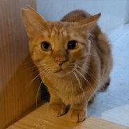 【多頭崩壊レスキュー】子猫みたいな10歳の男の子