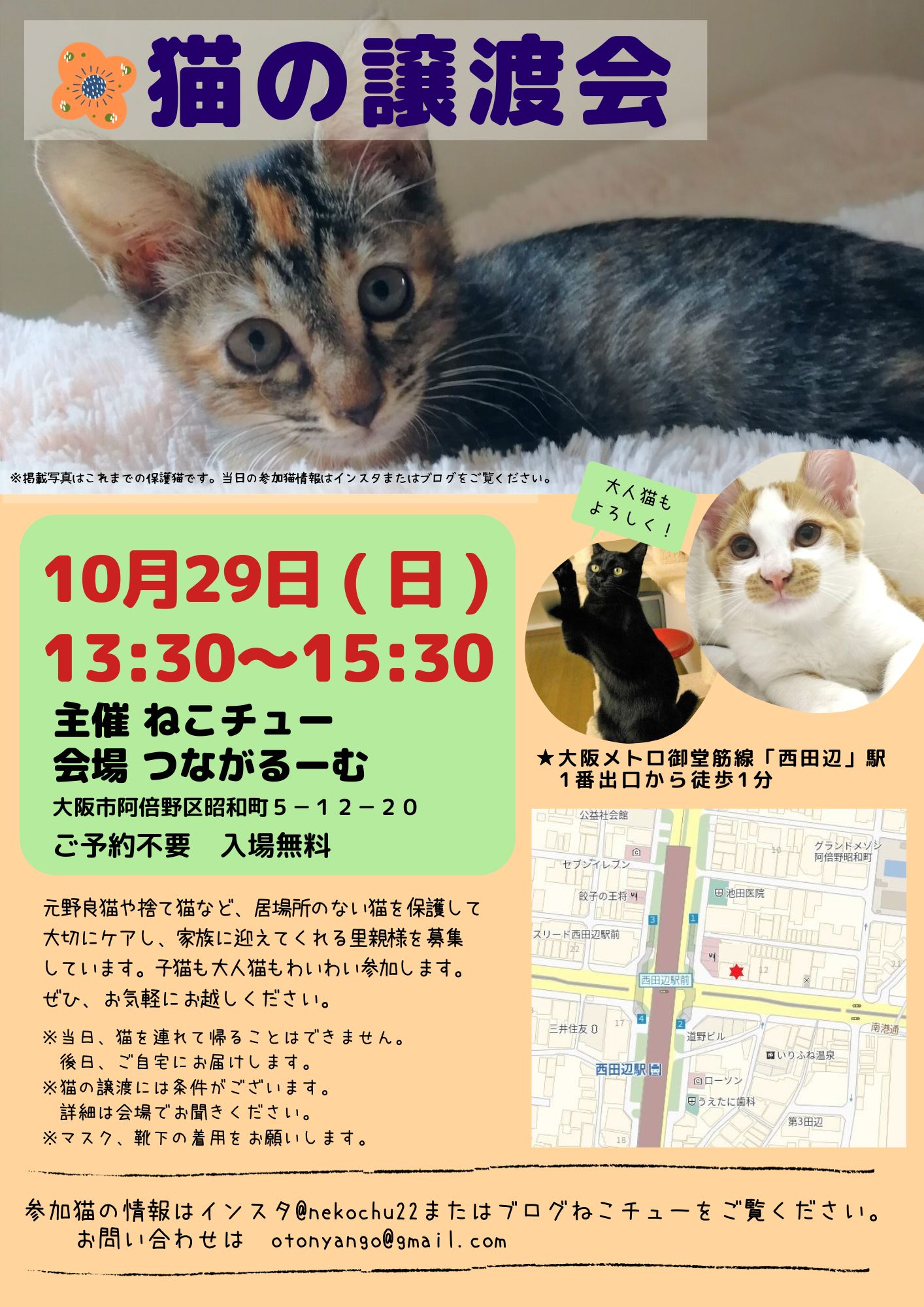 ねこチュー第20回猫の譲渡会