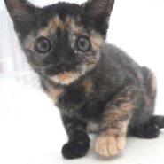 7兄妹の②黒サビの子猫の女の子
