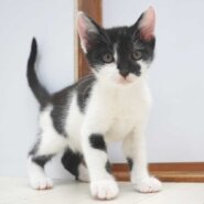 7兄妹の①黒白の子猫の男の子