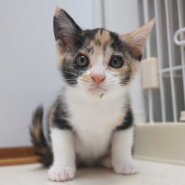 7兄妹の③三毛の子猫の女の子