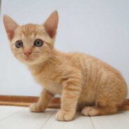 7兄妹の④茶トラの子猫の女の子
