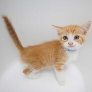 7兄妹の⑤茶白の子猫の男の子